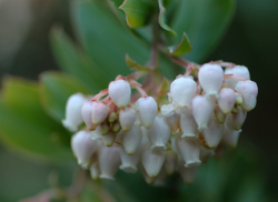 Photo taken at the Bonny Doon Ecological Reserve © 2006 by Dylan Neubauer 